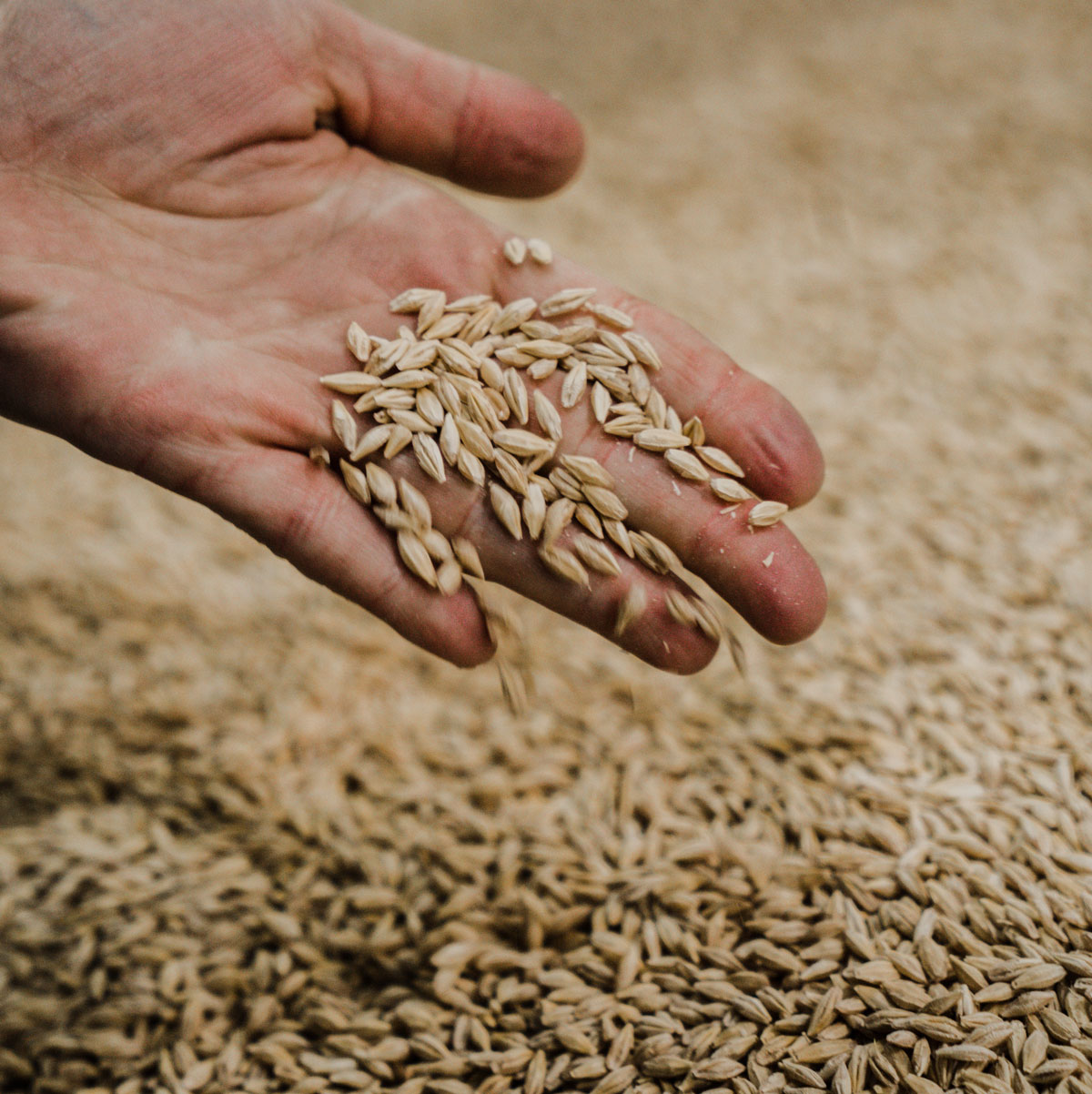 Grain in the hand